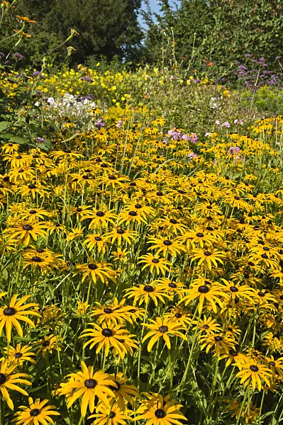 511125 - Rudbeckie (Rudbeckia fulgida)