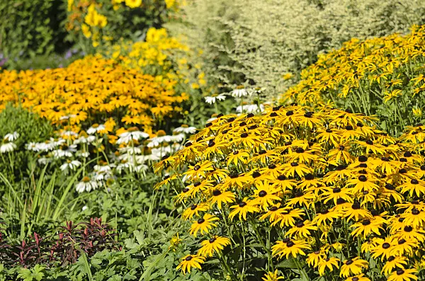 535156 - Rudbeckie (Rudbeckia fulgida)