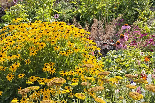 475086 - Rudbeckie (Rudbeckia fulgida), achillée (Achillea), heuchère (Heuchera) et échinacée (Echinacea)