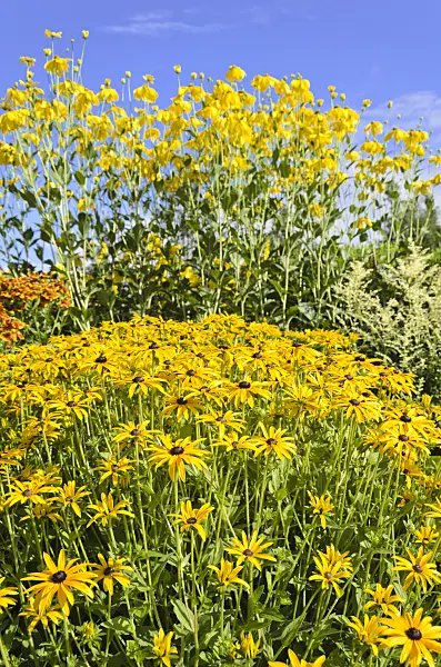 535151 - Rudbeckie (Rudbeckia fulgida et Rudbeckia nitida)
