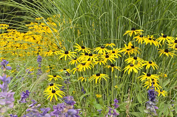 499133 - Rudbeckie (Rudbeckia fulgida 'Goldsturm')
