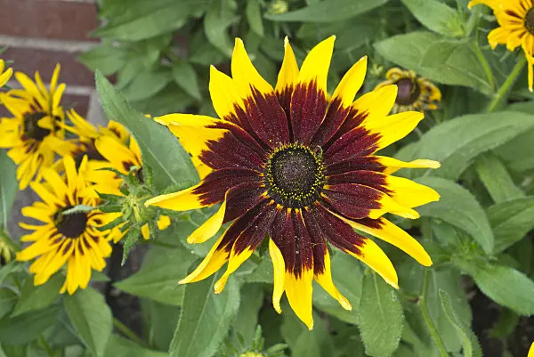 595002 - Rudbeckie (Rudbeckia hirta 'Denver Daisy')