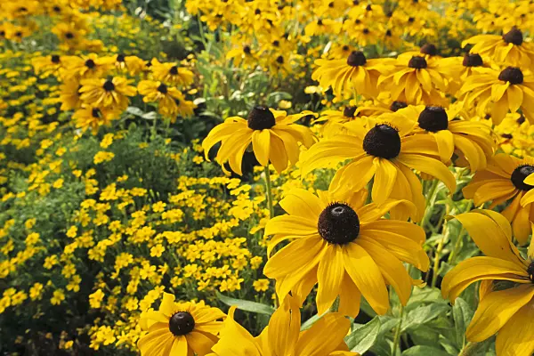 381139 - Rudbeckie (Rudbeckia hirta 'Marmelade')