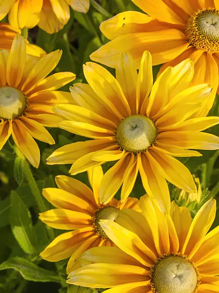 405028 - Rudbeckie (Rudbeckia hirta 'Prairie Sun')