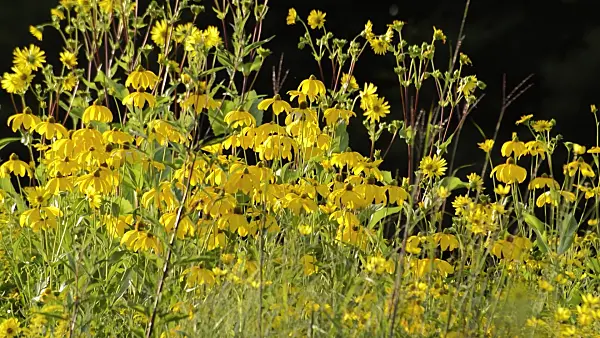 511322 - Rudbeckie (Rudbeckia nitida)