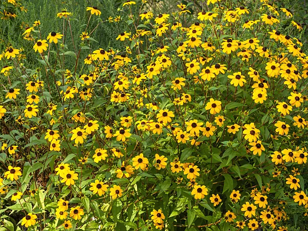 451049 - Rudbeckie (Rudbeckia triloba)