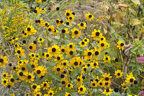 573116 - Rudbeckie (Rudbeckia triloba)
