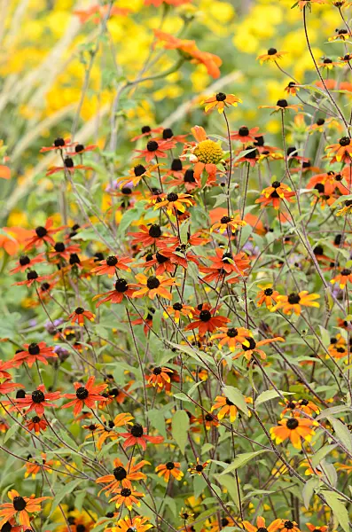 535108 - Rudbeckie (Rudbeckia triloba 'Prairie Glow')