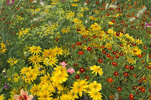 511239 - Rudbeckies (Rudbeckia), tagètes (Tagetes) et fenouil commun (Foeniculum vulgare)