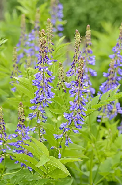 533355 - Rue des chèvres (Galega orientalis)