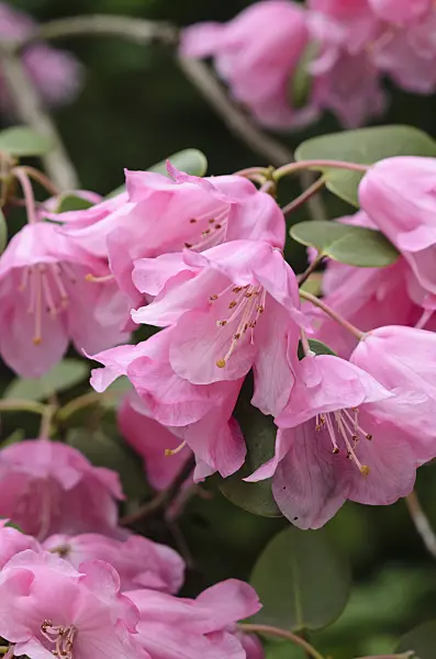 520100 - Rundblättriger Rhododendron (Rhododendron orbiculare)