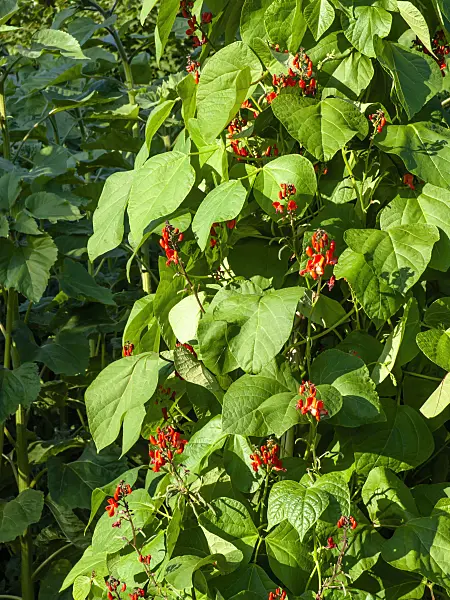 462106 - Runner bean (Phaseolus coccineus)