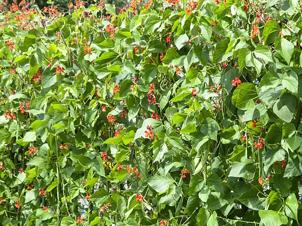 475033 - Runner bean (Phaseolus coccineus)