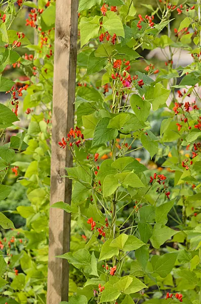 523166 - Runner bean (Phaseolus coccineus)