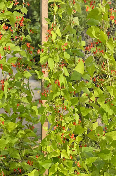 523177 - Runner bean (Phaseolus coccineus)