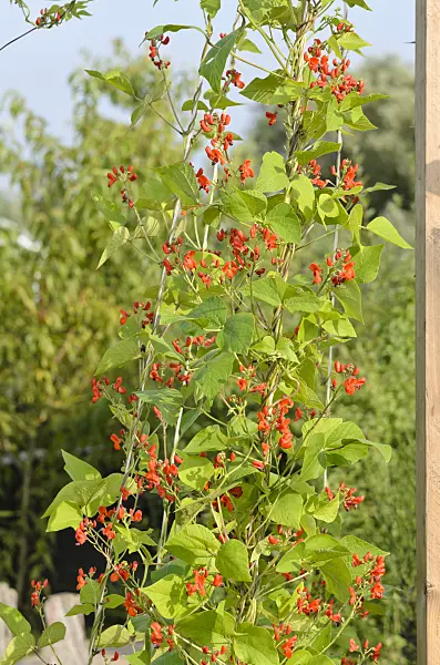 523178 - Runner bean (Phaseolus coccineus)