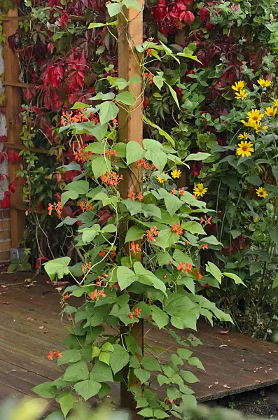 524096 - Runner bean (Phaseolus coccineus)