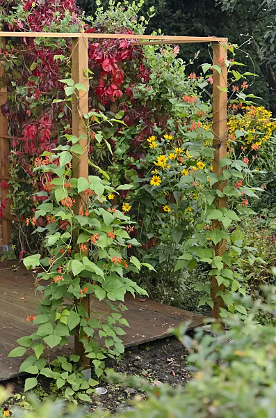 524097 - Runner bean (Phaseolus coccineus)