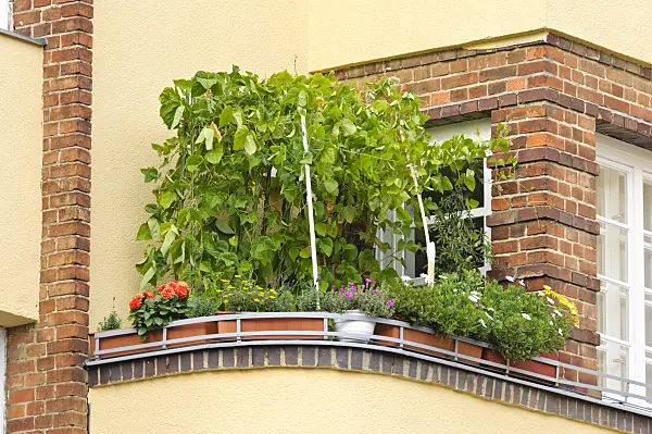 475017 - Runner bean (Phaseolus coccineus) on a balcony