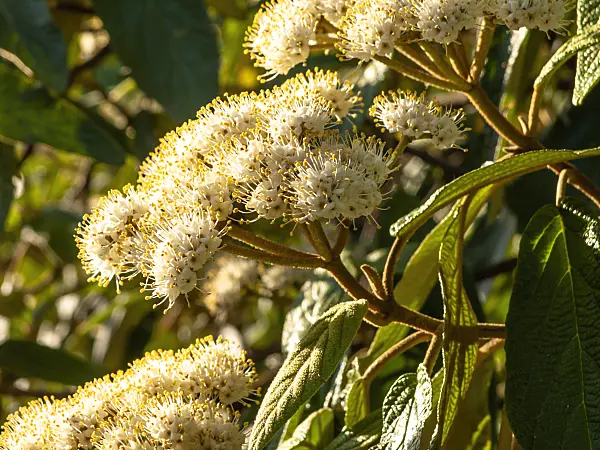 448063 - Runzelblättriger Schneeball (Viburnum rhytidophyllum)