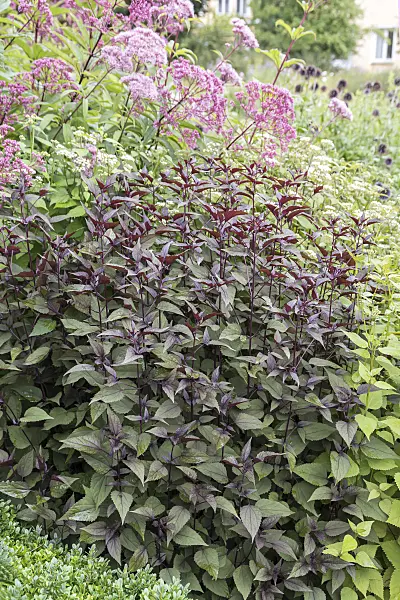 651253 - Runzeliger Wasserdost (Ageratina altissima 'Chocolate' syn. Eupatorium rugosum 'Chocolate')
