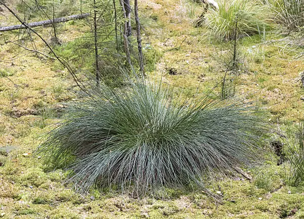 651351 - Rush (Juncus effusus)