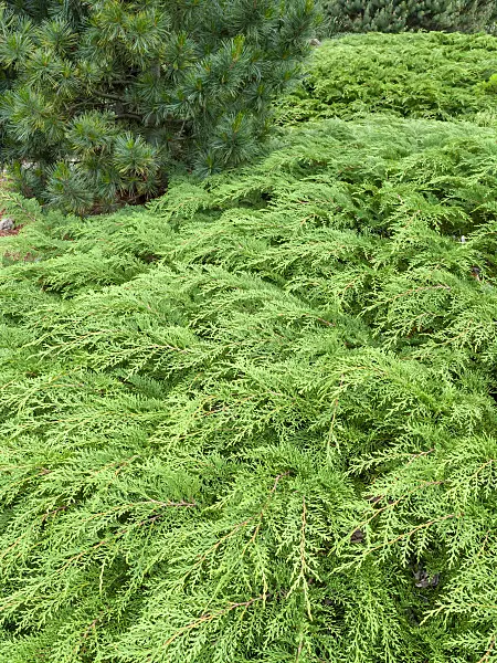 448104 - Russian arborvitae (Microbiota decussata)