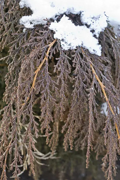 552017 - Russian arborvitae (Microbiota decussata)