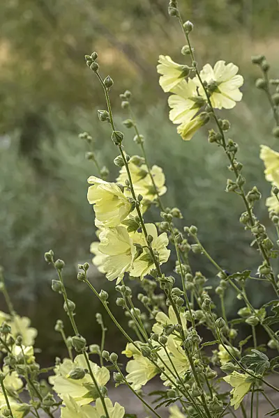 651041 - Russian hollyhock (Alcea rugosa)