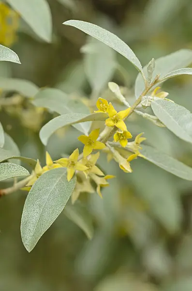 533263 - Russian olive (Elaeagnus angustifolia 'Quicksilver')