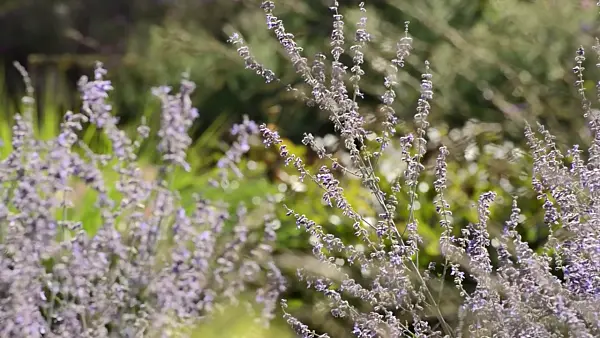 500077 - Russian sage (Perovskia)