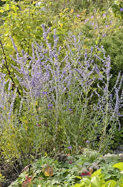 523176 - Russian sage (Perovskia)
