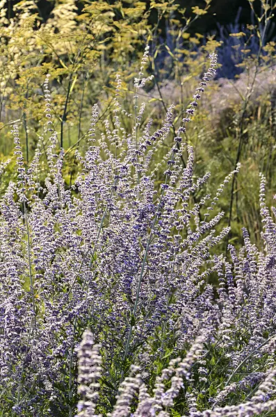 571020 - Russian sage (Perovskia)