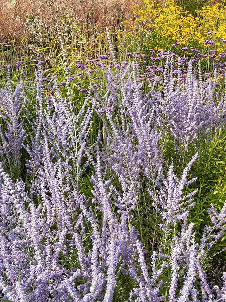 404015 - Russian sage (Perovskia abrotanoides)