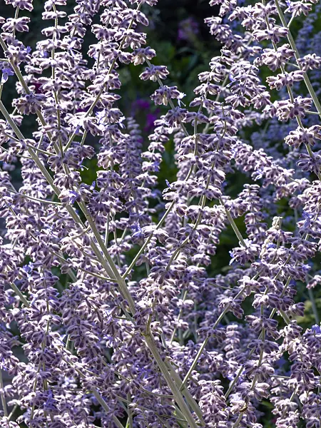 439378 - Russian sage (Perovskia abrotanoides)