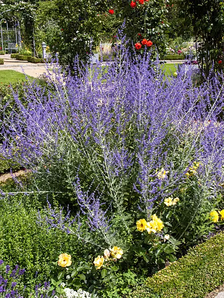 462083 - Russian sage (Perovskia abrotanoides)
