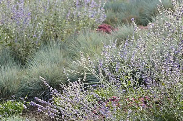 476215 - Russian sage (Perovskia abrotanoides) and blue fescue (Festuca cinerea syn. Festuca glauca)