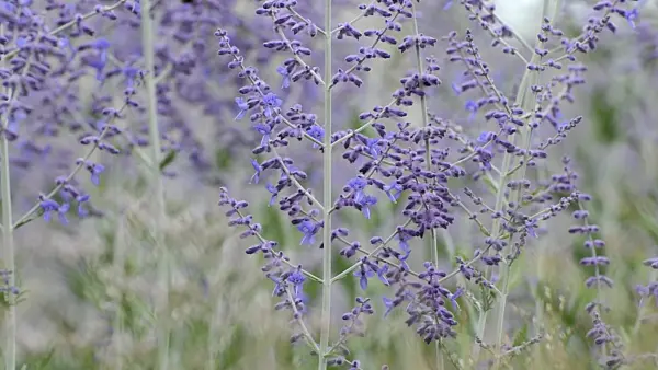 498101 - Russian sage (Perovskia abrotanoides) and bumble bee (Bombus)