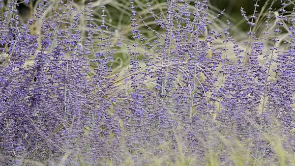 498097 - Russian sage (Perovskia abrotanoides) and feather grass (Stipa barbata)