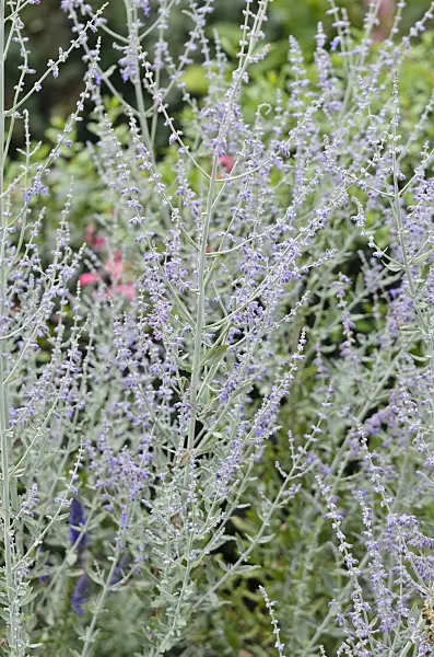 534415 - Russian sage (Perovskia abrotanoides 'Little Spire')
