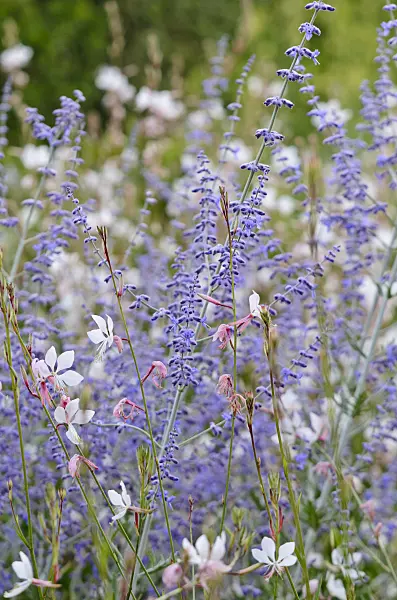 570122 - Russian sage (Perovskia) and butterfly gaura (Gaura lindheimeri)