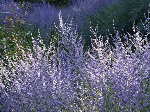 463024 - Russian sage (Perovskia atriplicifolia)