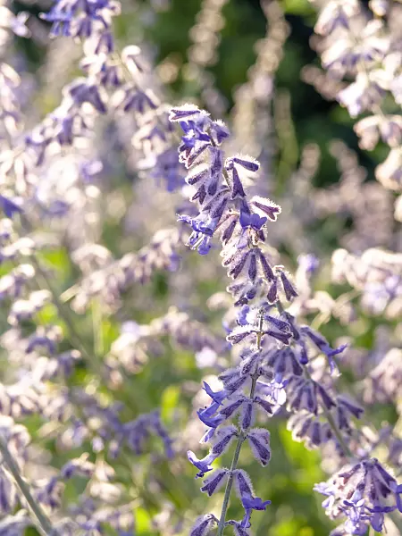 463025 - Russian sage (Perovskia atriplicifolia)