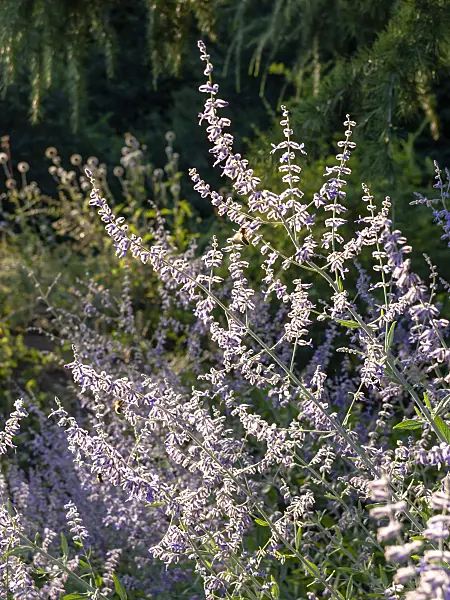 463026 - Russian sage (Perovskia atriplicifolia)