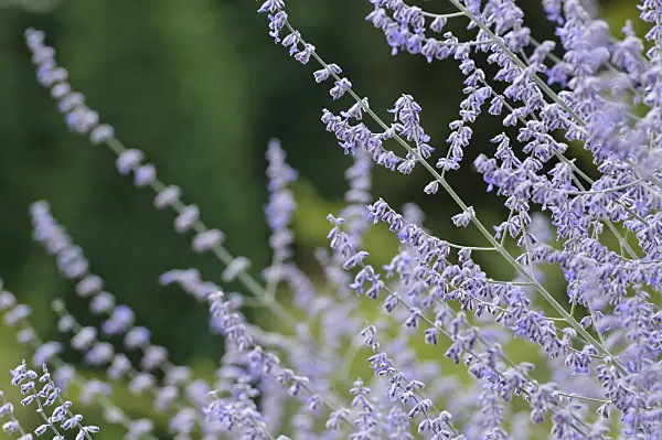 475002 - Russian sage (Perovskia atriplicifolia)