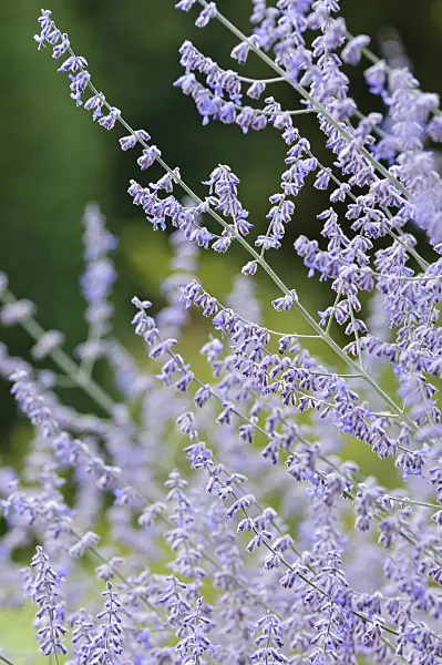 475003 - Russian sage (Perovskia atriplicifolia)