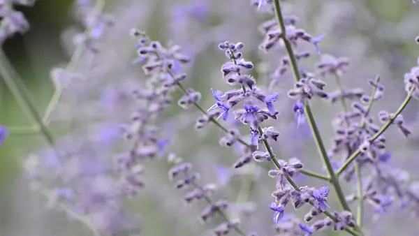 498275 - Russian sage (Perovskia atriplicifolia)