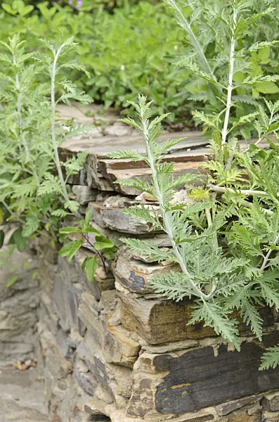 533118 - Russian sage (Perovskia) on a stone wall