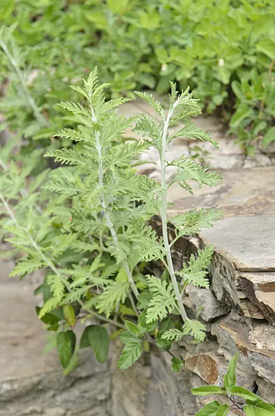 533119 - Russian sage (Perovskia) on a stone wall