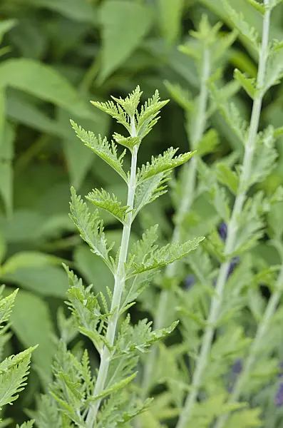 521517 - Russian sage (Perovskia x superba)